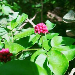 Close-up of red flowers