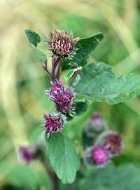 Close-up of pink flowering plant