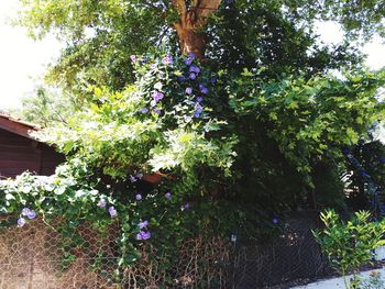 Purple flowering plants in yard