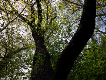 Low angle view of trees against sky