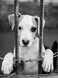 Close-up of dog looking at camera