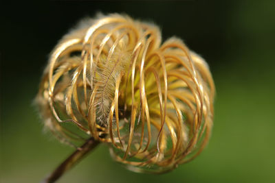 Close-up of fresh white flower