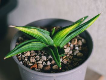 Close-up of potted plant in pot
