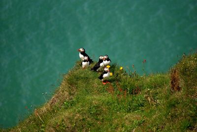 Birds on grass by water