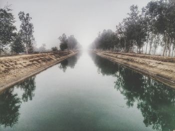 Reflection of trees in water