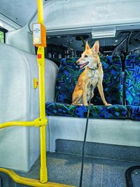 Dog in a car