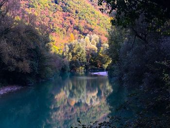 Scenic view of trees in forest during autumn