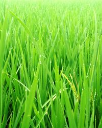 Full frame shot of fresh green field