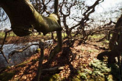 View of tree trunk in forest