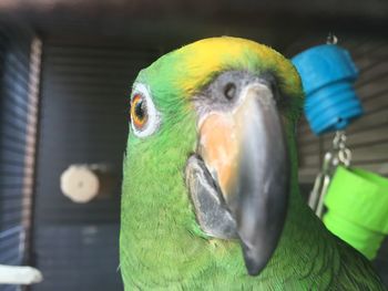 Close-up of parrot