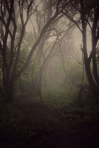 Trees in forest