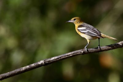 Close-up of bird perching outdoors