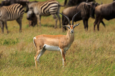 Antelope on field