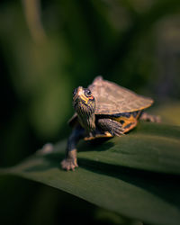 Small turtle walking slowly towards its destination