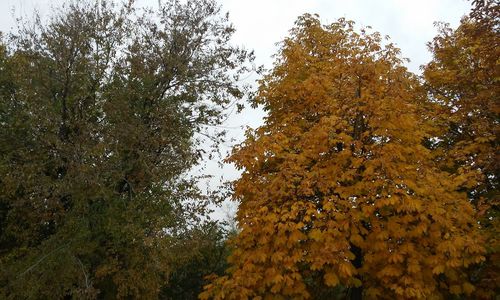 Close-up of tree against sky