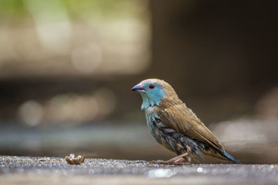 Close-up of bird perching on wood