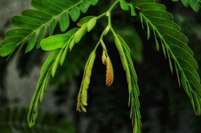 Close-up of fresh green leaves