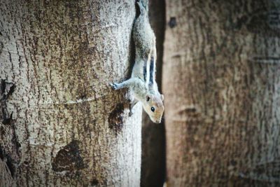 Close-up of lizard on tree trunk