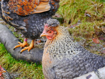 Close-up of rooster