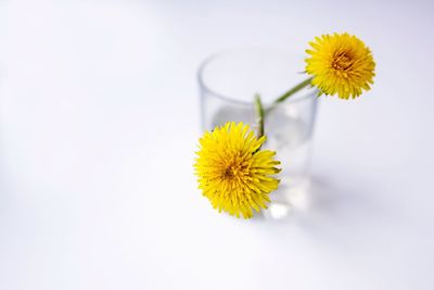 Close-up of yellow flowers in glass on table