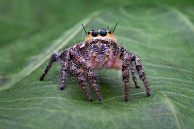 Close-up of spider on web