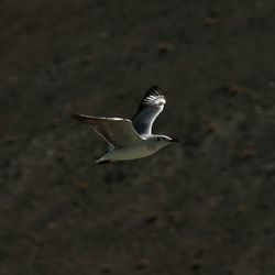 Close-up of bird flying