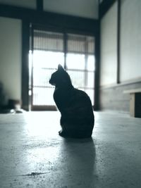 Black cat sitting on floor