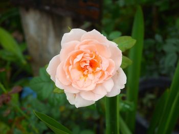 Close-up of rose flower