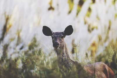 Close-up of deer in forest