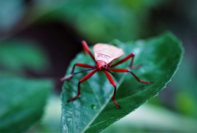 Close-up of insect on leaf