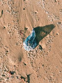 Close-up of starfish on sand