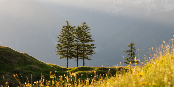 Trees on field against sky