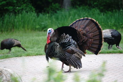 Turkeys on a field 