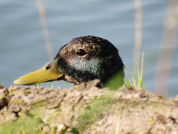 Close-up of a bird against blurred background