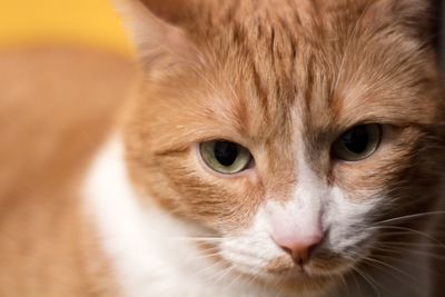 Close-up portrait of cat