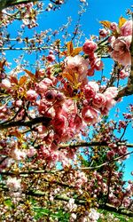 Low angle view of cherry blossoms against sky