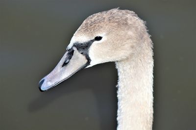 Close-up of swan