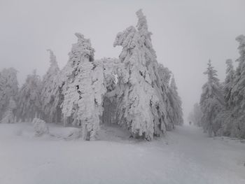 Trees on snow covered land against clear sky