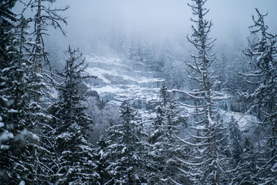 Frozen trees in forest during winter