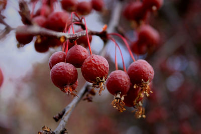 Close-up of berries growing on tree