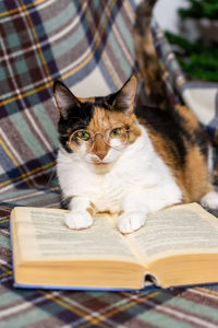 A charming tricolor cat with glasses is reading a book on the sofa.