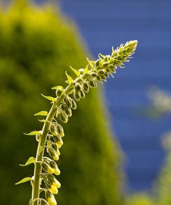 Close-up of fern plant