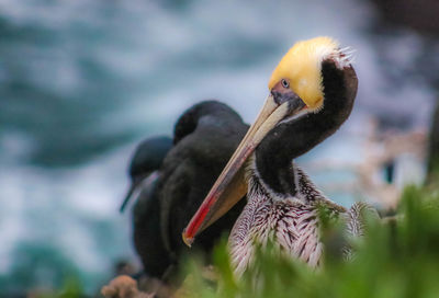 Close-up of pelican