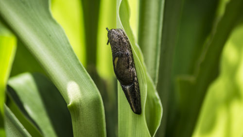Close-up of lizard on plant