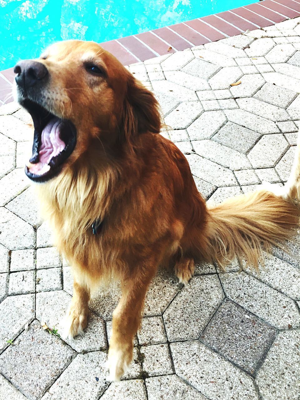 REAR VIEW OF GOLDEN RETRIEVER ON FLOOR