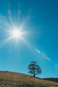 Low angle view of trees against blue sky