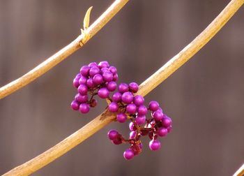 Close-up of purple flowers on branch