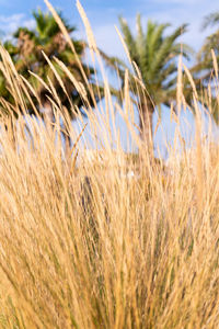 Close-up of stalks in field