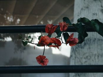 Close-up of red rose blooming outdoors