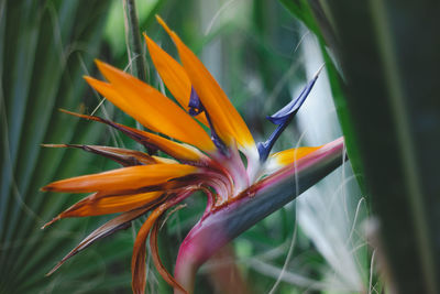 Close-up of orange flowering plant